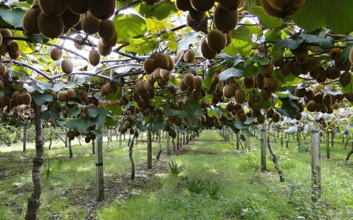 Как правильно сажать плодовые деревья осенью. Посадка и пересадка деревьев осенью: рекомендации опытных садоводов