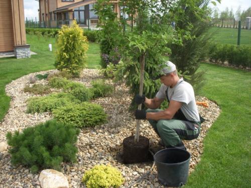 Как правильно сажать плодовые деревья осенью. Посадка и пересадка деревьев осенью: рекомендации опытных садоводов