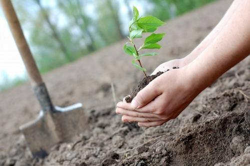 Как правильно сажать плодовые деревья осенью. Посадка и пересадка деревьев осенью: рекомендации опытных садоводов
