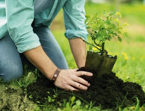 Как правильно сажать плодовые деревья осенью. Посадка и пересадка деревьев осенью: рекомендации опытных садоводов
