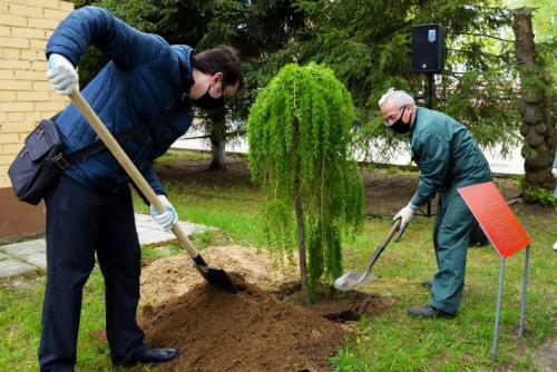 Как правильно сажать плодовые деревья осенью. Посадка и пересадка деревьев осенью: рекомендации опытных садоводов