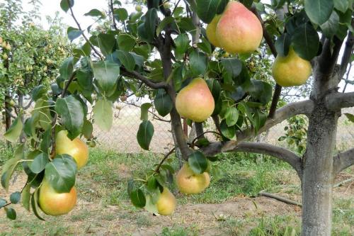 Как правильно сажать плодовые деревья осенью. Посадка и пересадка деревьев осенью: рекомендации опытных садоводов