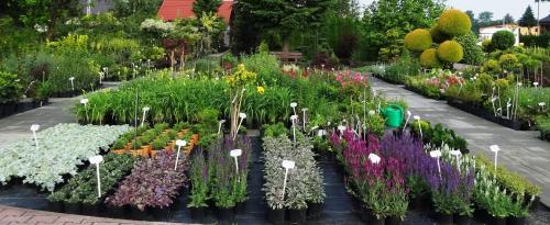 Какие ошибки чаще всего допускают новички при создании сада. 7 самых распространенных ошибок тех, кто делает первые шаги в ландшафтном дизайне