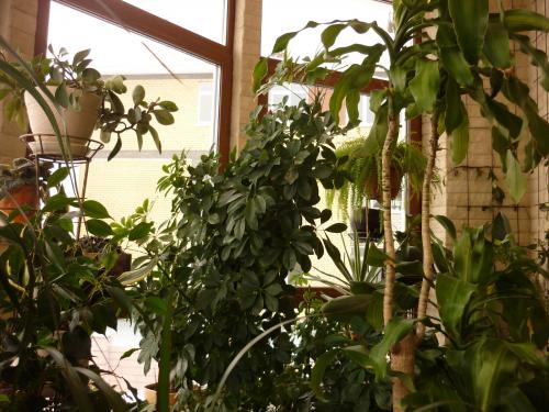 Можно ли создать сад на балконе или лоджии. Ломать — не ломать?