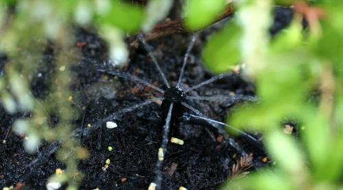 Какие ошибки чаще всего допускают новички при создании сада. 7 самых распространенных ошибок тех, кто делает первые шаги в ландшафтном дизайне
