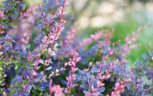 Какие ошибки чаще всего допускают новички при создании сада. 7 самых распространенных ошибок тех, кто делает первые шаги в ландшафтном дизайне