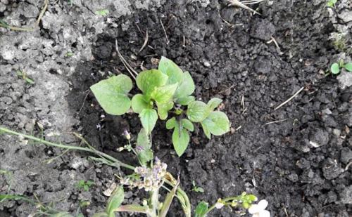 Пересадка клематиса осенью. Как посадить клематис осенью в открытый грунт?