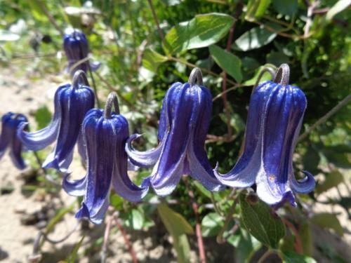 Пересадка клематиса осенью. Как посадить клематис осенью в открытый грунт?