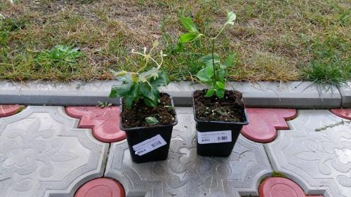 Пересадка клематиса осенью. Как посадить клематис осенью в открытый грунт?