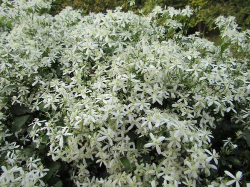 Пересадка клематиса осенью. Как посадить клематис осенью в открытый грунт?