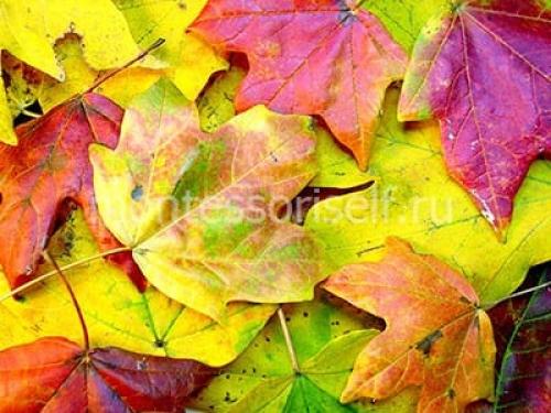 Осенний декор из листьев. Поделки из осенних листьев: мастер-класс с пошаговым фото (ТОП 100 идей)